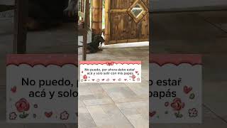 Salchi amigo parte 2 pets puppy teckel mascotas [upl. by Chi406]