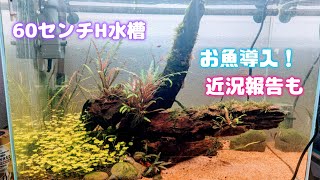 60センチH水槽立ち上げ②ホタルテトラ導入！あと近況報告など [upl. by Driscoll]