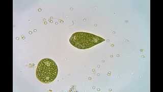 Euglena crawling and swimming [upl. by Yahc]