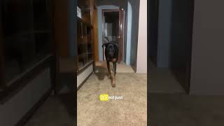 Midnight Dog Encounters That Will Give You CHILLS 😱🐶 [upl. by Cele]