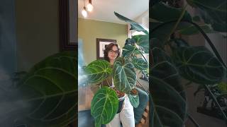 anthurium aroids plants [upl. by Surat]