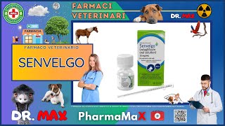 🐶 SENVELGO Farmaco Veterinario a cosa serve   Foglietto Illustrativo Salute [upl. by Aihselef]