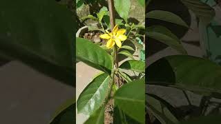 Golden Gardenia Flower plantreels shorts flowers reelindia garden reelindia nature [upl. by Fiora]