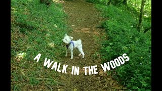 A walk in the woods with Ivy video [upl. by Nerreg545]