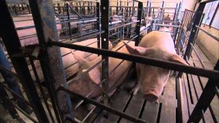 A Pigs Tale  Sows in gestation crates [upl. by Adnarahs]