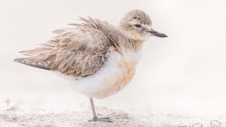 New Zealand DotterelGodwits [upl. by Atikehs]