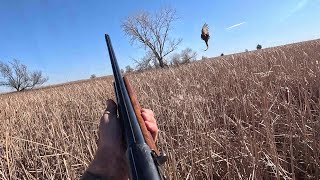 South Dakota Pheasant Hunting 11182023 [upl. by Laicram]