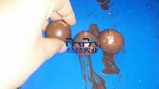 chocolate covering coating enrobing machine for date ball energy ball [upl. by Flora27]