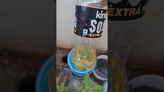 Best organic fertilizer for plants how I colleced [upl. by Donovan]