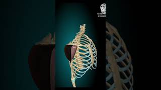 Deep Dive into Deltoid Muscle 3D Anatomy and Functions [upl. by Stefan]