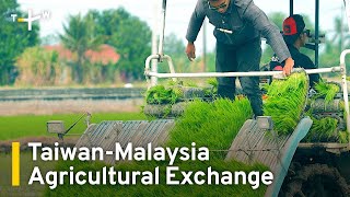 Taiwan Agricultural Machinery Techniques Sow Seeds of Friendship in Malaysia｜TaiwanPlus News [upl. by Sebastian916]