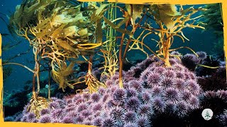 Sea Urchins Are Taking Over the Ocean Floor Here is Why [upl. by Auhsuoj248]