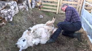 Eachan Lambing a sheep having difficulty [upl. by Guillemette]