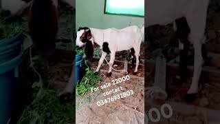 Bakri for sale 6 month path h 22000 contact 03476932803 [upl. by Nalon]