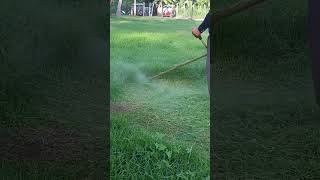 CUTTING THE FRESH GRASS lawncare grasscutter brushcutter cuttinggrass [upl. by Aliemaj138]