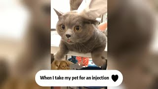 Funny video collection of cat and dog injectionFunny Animal Reaction [upl. by Arimlede654]