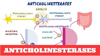 Anticholinesterases  Pharmacology [upl. by Gresham]