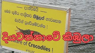 දියවන්නාවේ කිඹුලා Crocodile spotted in Colombo Diyawanna Oya [upl. by Adnirim213]