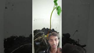 How to seed germinate  plants timeslapse farming shorts [upl. by Giverin]