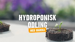 Hydroponisk odling  Tips amp råd  Vi visar hur du gör HORNBACH [upl. by Yelekalb328]