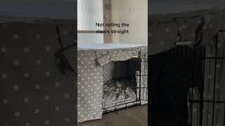 Mistakes to avoid with your LampL crate set amazon shorts dogcrate [upl. by Quenby]