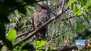 Mottled Wood Owl at Bhigwan [upl. by Euqinotna917]