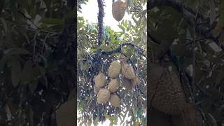 Durian Situjuah tangah padang kapan2 kami balik lagi ke sini 2023 kokkalai shortvideo durian [upl. by Assirral]