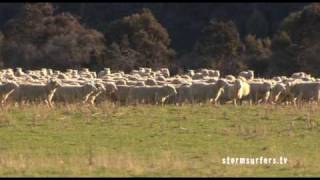 Storm Surfers  sheep in NZ hunted by Ross ClarkeJones amp Tom Carroll [upl. by Lengel]