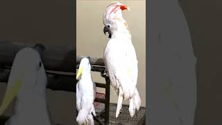 Triton Cockatoo vs Moluccan Cockatoo A Comparison [upl. by Neroc390]