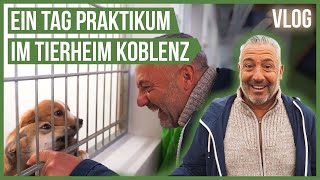 Ich mache Praktikum im Tierheim Koblenz 🤗 Tierschutzhunde Katzen uvm Vlog [upl. by Glenn425]