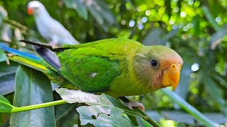 Plum Headed Parrot Sounds  Voices [upl. by Llenrrad680]