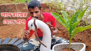 লাল রংয়ের হেলে সাপ হাঁসের টবে লুকিয়ে আছে 🐍 striped keelback snake [upl. by Yesima]