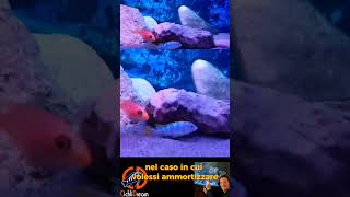 🤩💖 Haps e Mbuna del Malawi cichlidream cichlid malawicichlids ciclidiafricani mbuna fish [upl. by Sinnal]