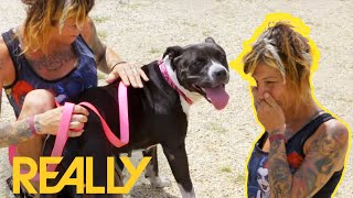 Wandering Dog With Heat Exhaustion Is Reunited With Her Owner  Pit Bulls amp Parolees [upl. by Melisenda602]