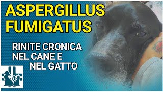 Aspergillosi nasale nel cane e nel gatto [upl. by Assiluy]