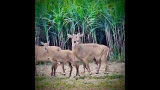 The nilgai is the largest antelope of Asiaand is ubiquitous across the northern Indian subcontinent [upl. by Christiana545]