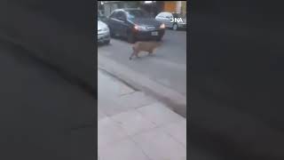 Sorpresa en Recoleta apareció un carpincho caminando por la calle [upl. by Ylrae]