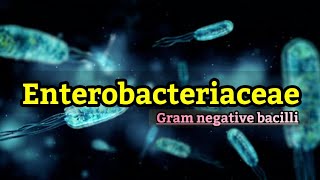 Enterobacteriaceae family Causes Symptoms identification Transmission amp classification English [upl. by Zia]