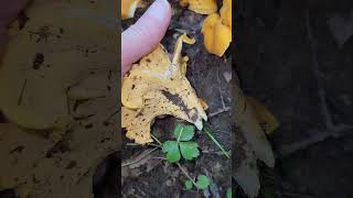 Smooth chanterelle Cantharellus lateritius southern Illinois [upl. by Philo]