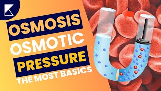 Osmosis and Osmotic Pressure Explained in less than 2 mins  Easy Science for Everyone Koncise [upl. by Emsoc]