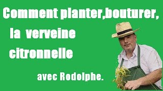 Comment planterbouturerla verveine citronnelleTutovidéojardinage Le jardin de Rodolphe [upl. by Porter]