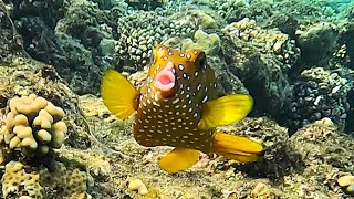 Yellow boxfish Ostracion cubicus Cube trunkfish Cubical boxfish 4K [upl. by Acinaj]