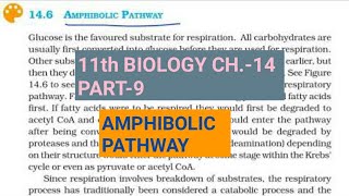 Class 11 BiologyCh14 Part9Amphibolic PathwayStudy with Farru [upl. by Ebner]