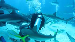 Mergulho com Tubarões  Shark Diving in Nassau Bahamas [upl. by Cullin943]