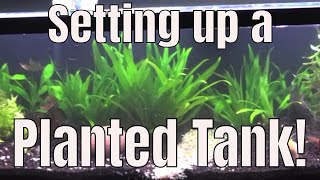 Setting up a 40 Gallon Planted Aquarium  fishfam [upl. by Napra563]