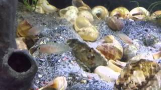 Lamprologus Multifasciatus  Fry and Parental Care Shell Dwellers [upl. by Ahseinad]