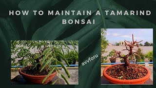 How To Maintain A Tamarind Bonsai Treeadityastinytrees [upl. by Romain624]