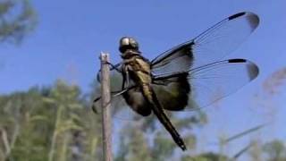 Dragonfly action in slow motion [upl. by Warenne]