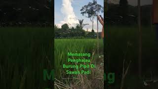 Memasang Penghalau Burung Pipit Di Sawah Padi Kampung Suok Rampazan Papar Sabah Malaysia Borneo [upl. by Veator]