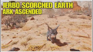 🐹 Ubicación JERBOA SCORCHED EARTH ark survival ASCENDED  y como TAMEAR jerbo [upl. by Hsima]